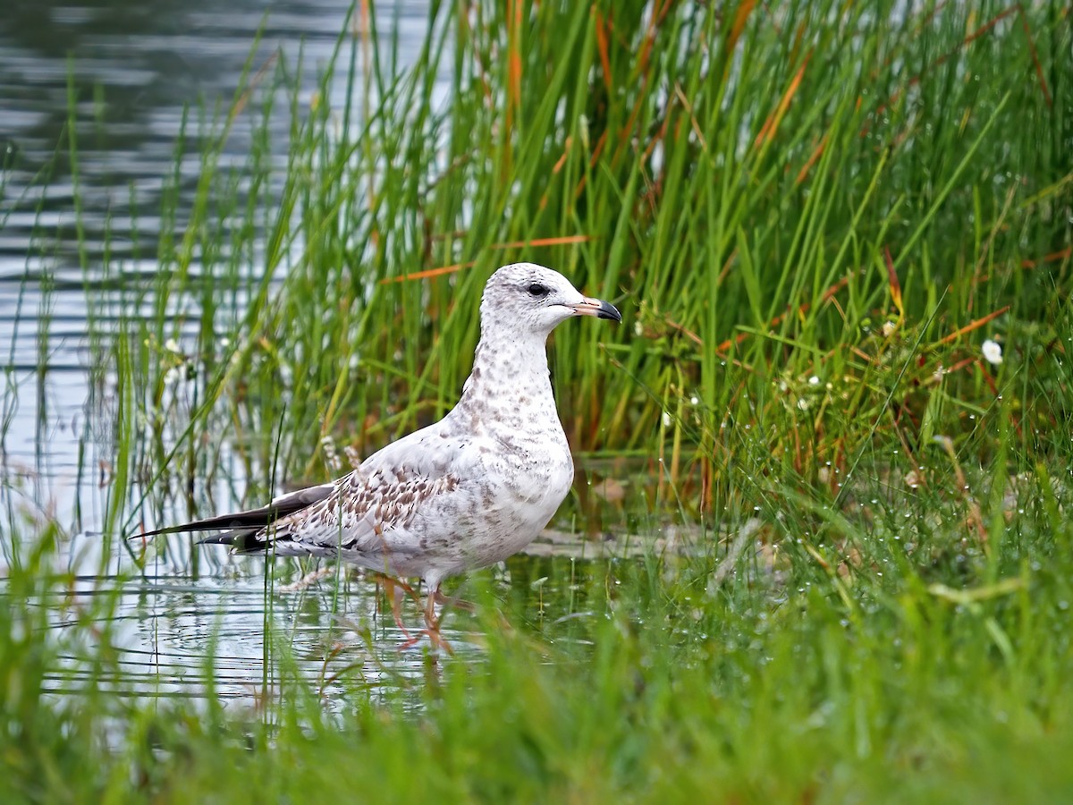 Ring-billed Gull - ML608773429