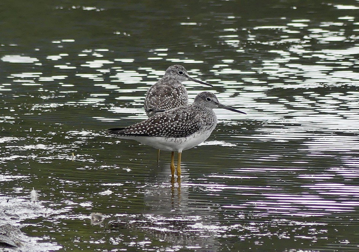 Greater Yellowlegs - ML608773434