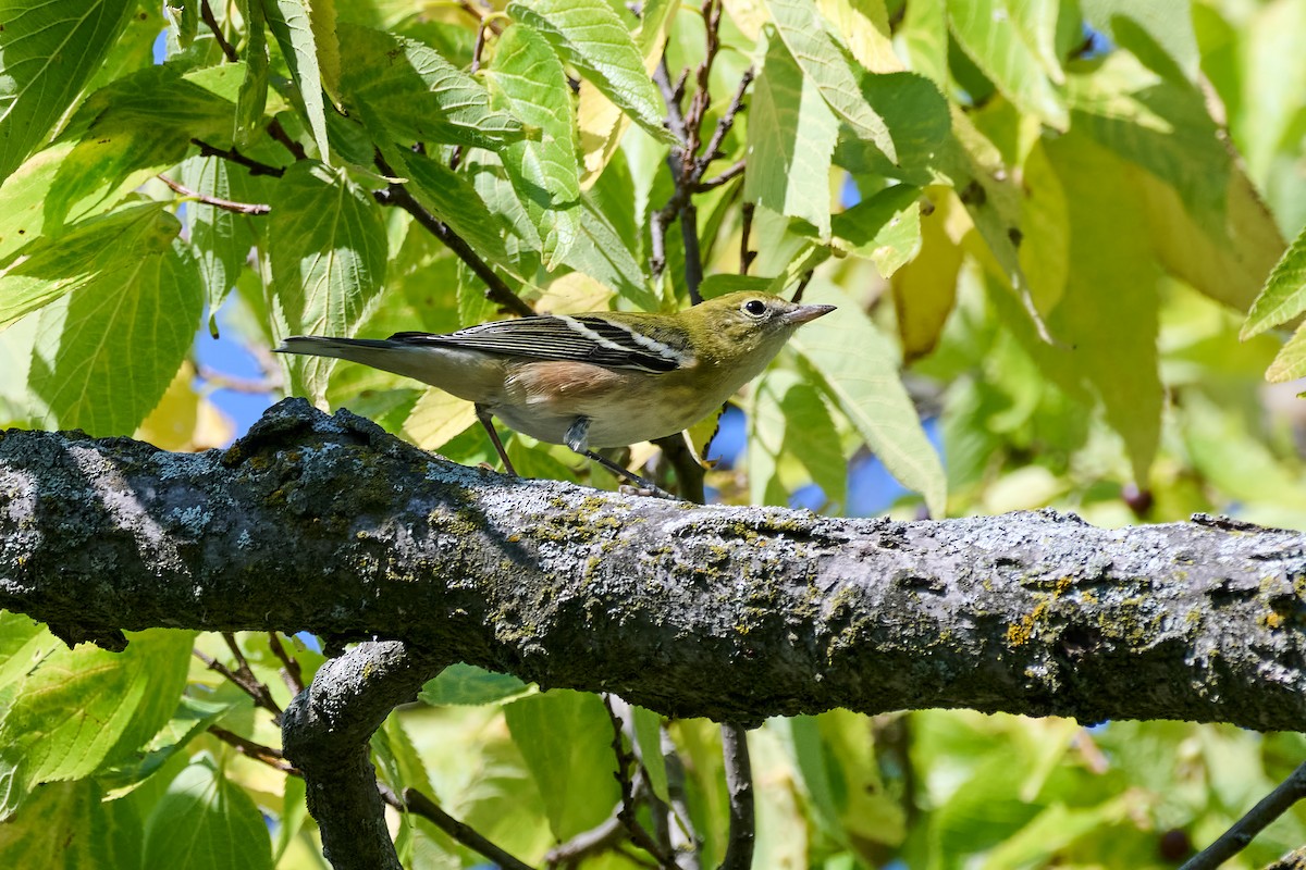 Bay-breasted Warbler - ML608773546