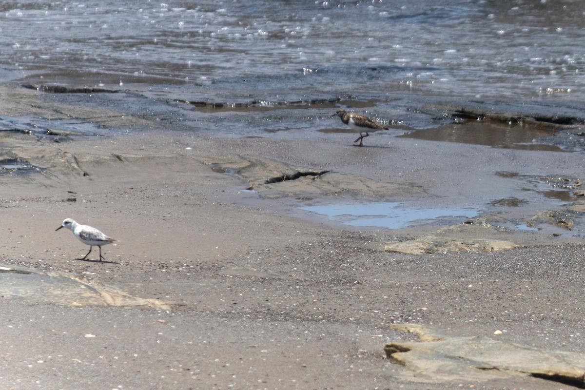 Bécasseau sanderling - ML608773557