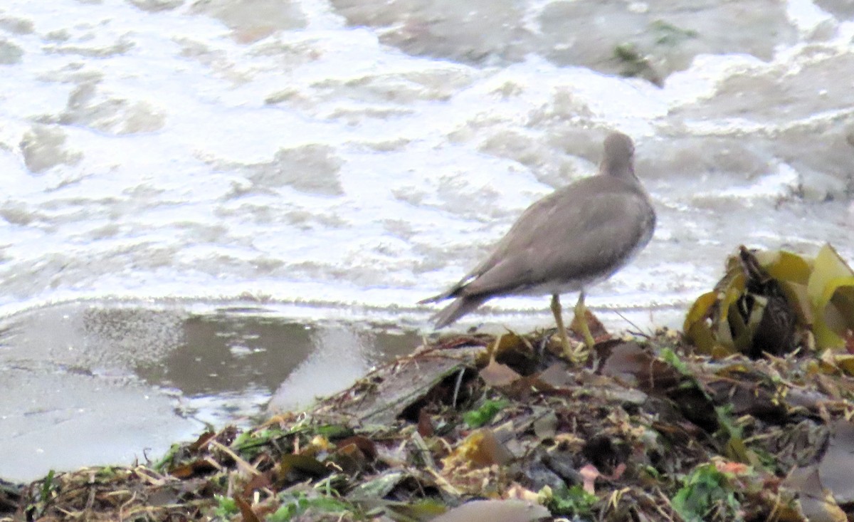 Wandering Tattler - ML608773560