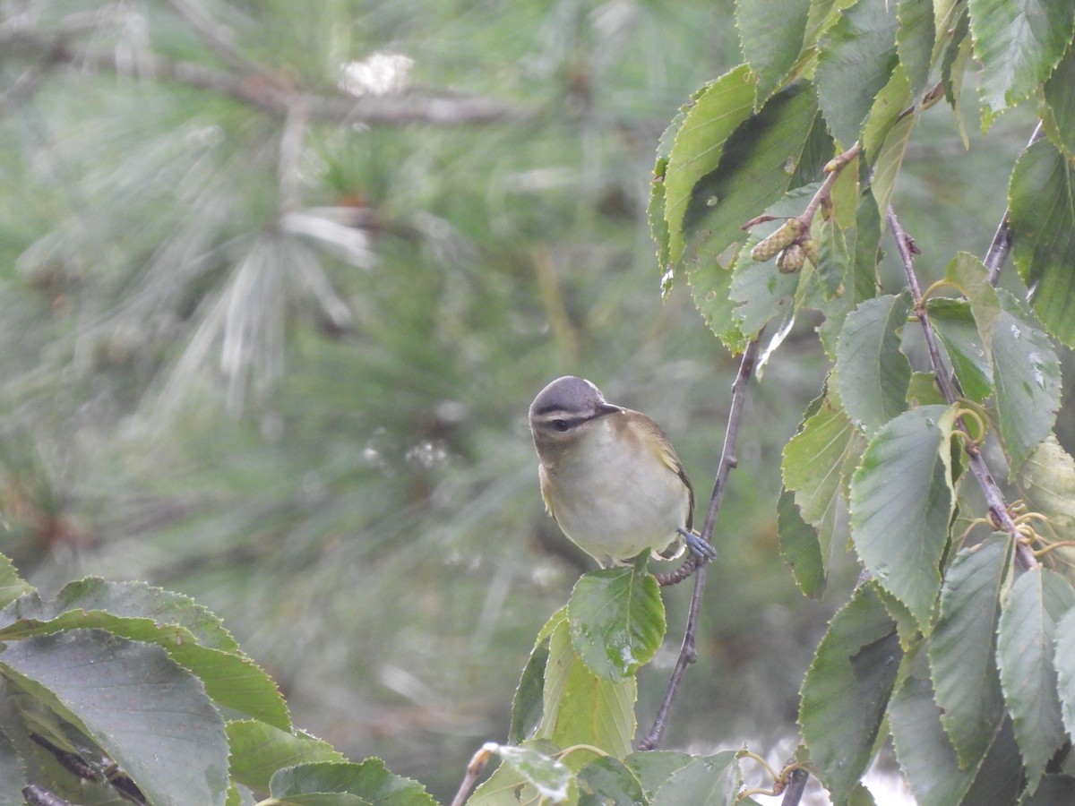 Red-eyed Vireo - ML608773754