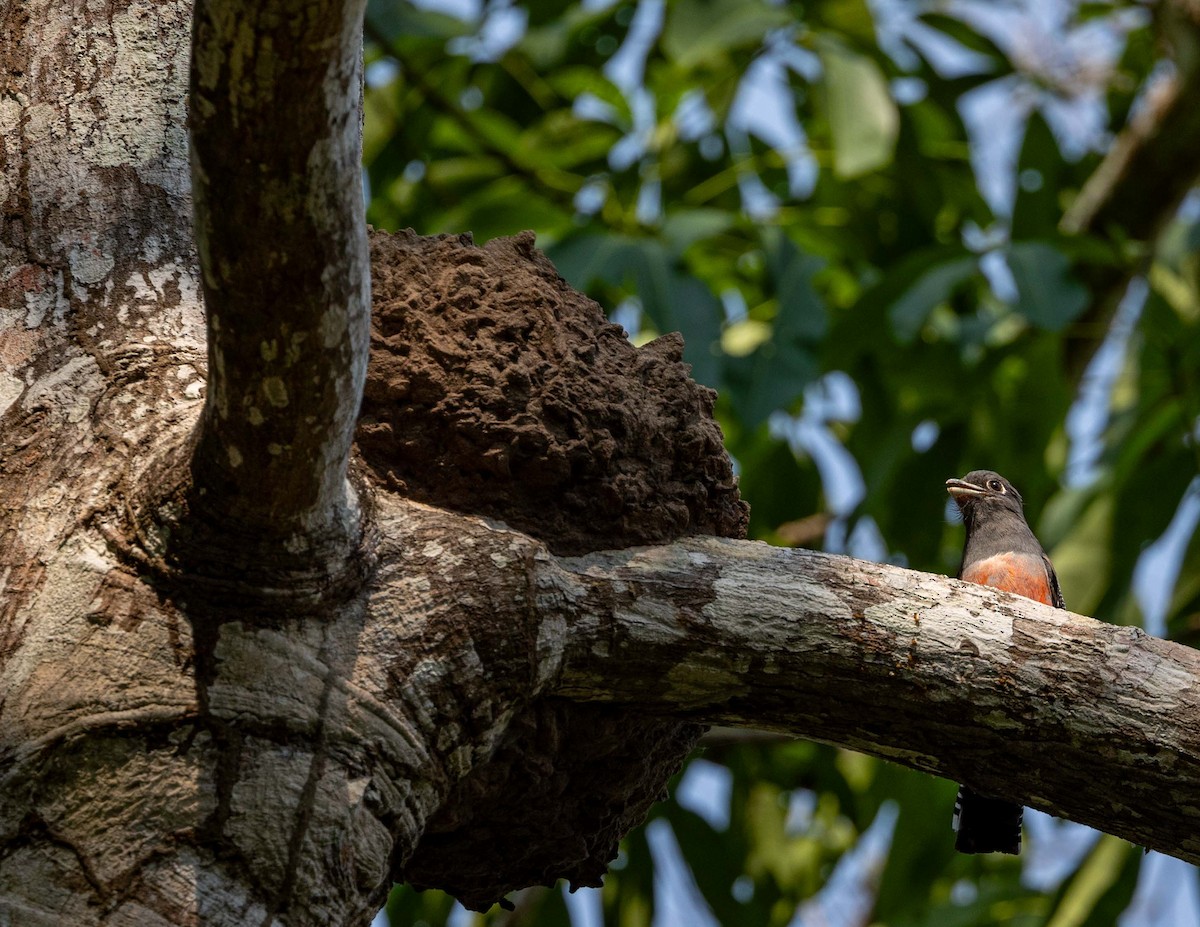 Blue-crowned Trogon - ML608773894