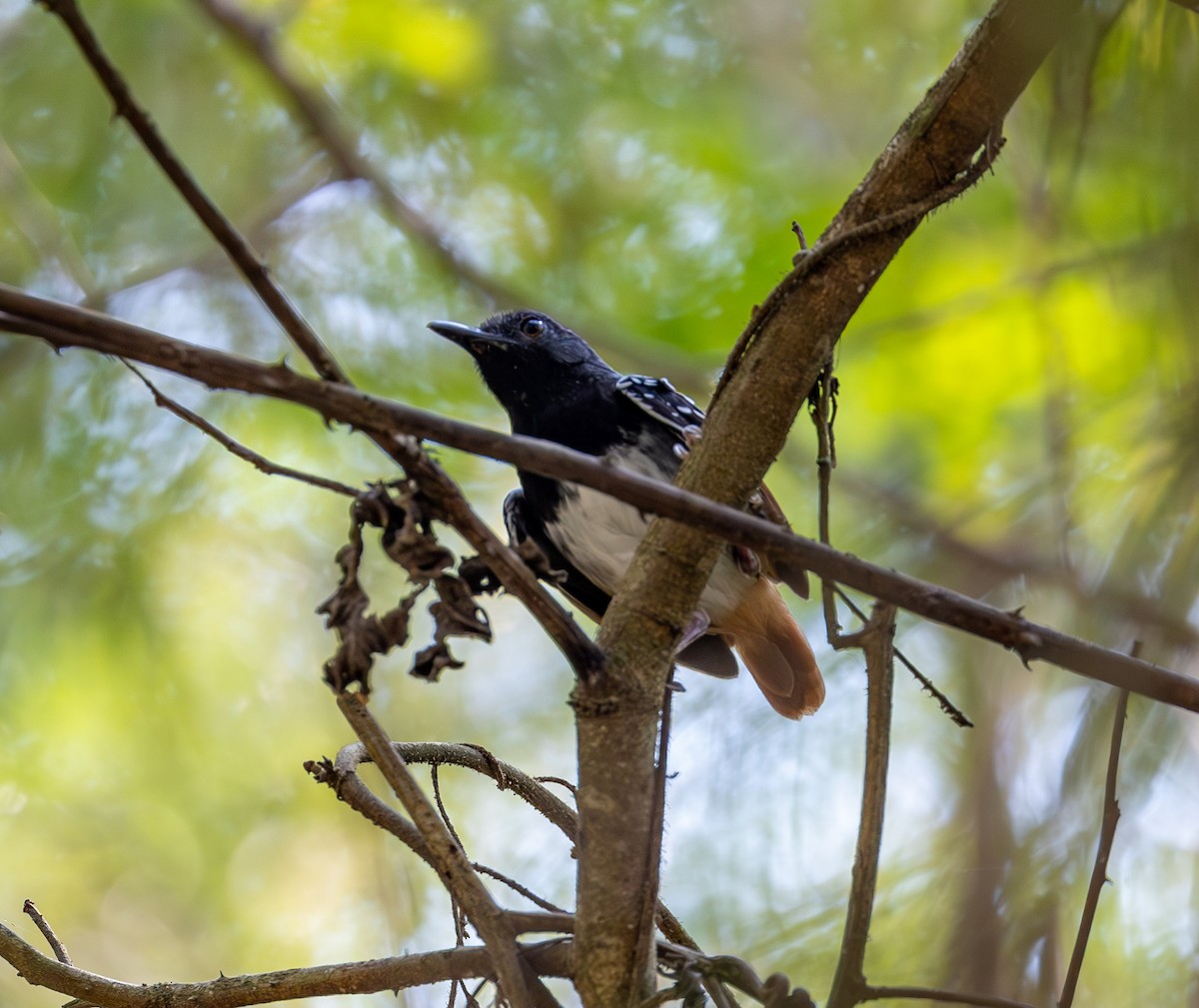 Rotschwanz-Ameisenvogel (hemimelaena) - ML608773907