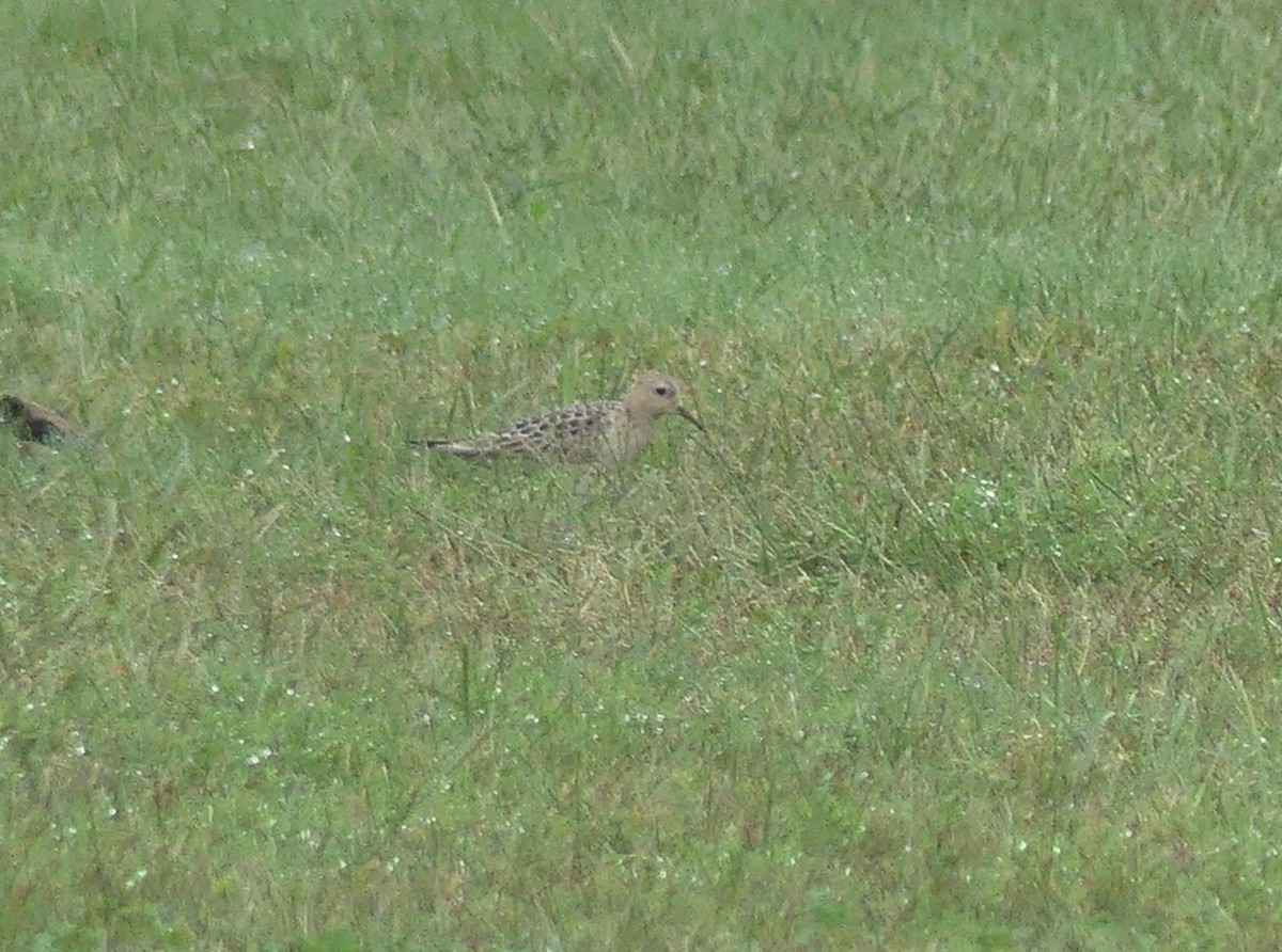 Buff-breasted Sandpiper - ML608773992