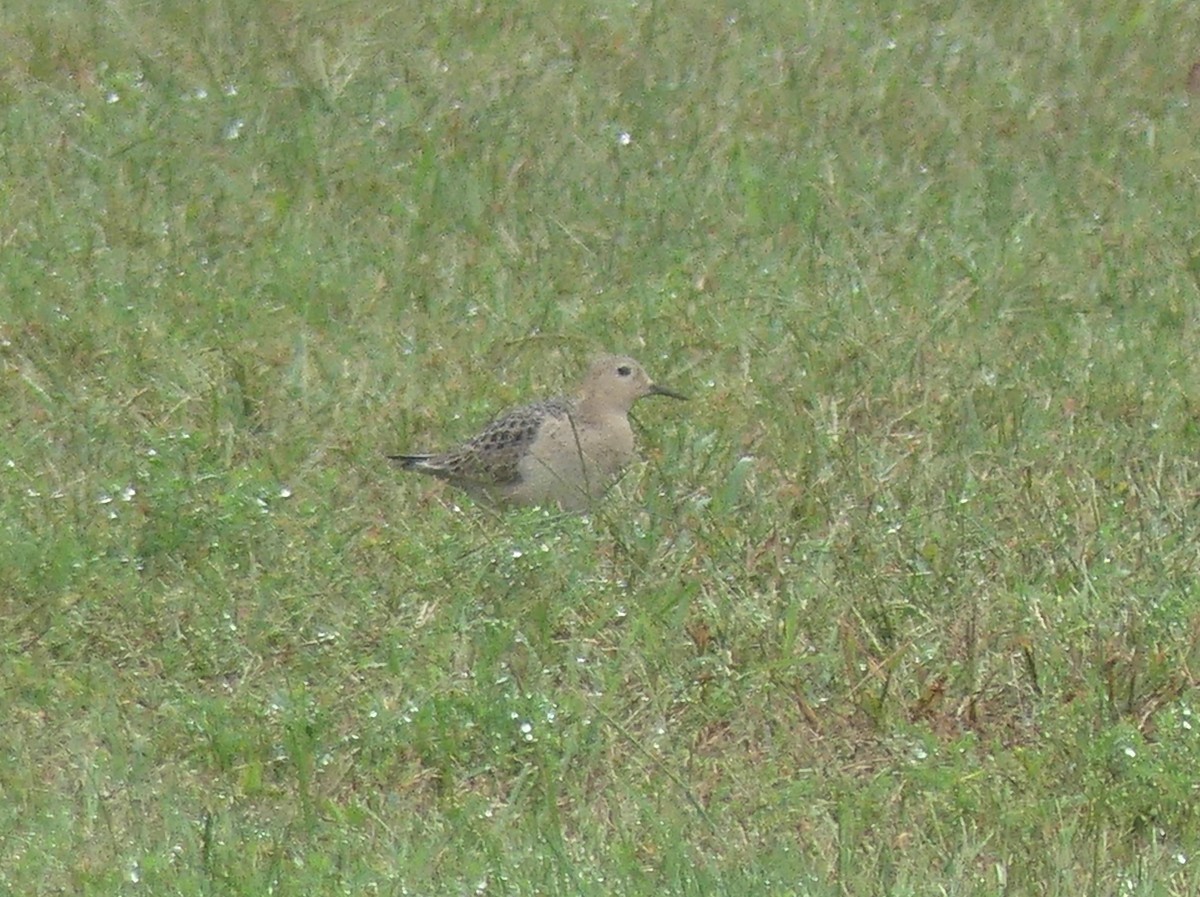 Buff-breasted Sandpiper - ML608773993