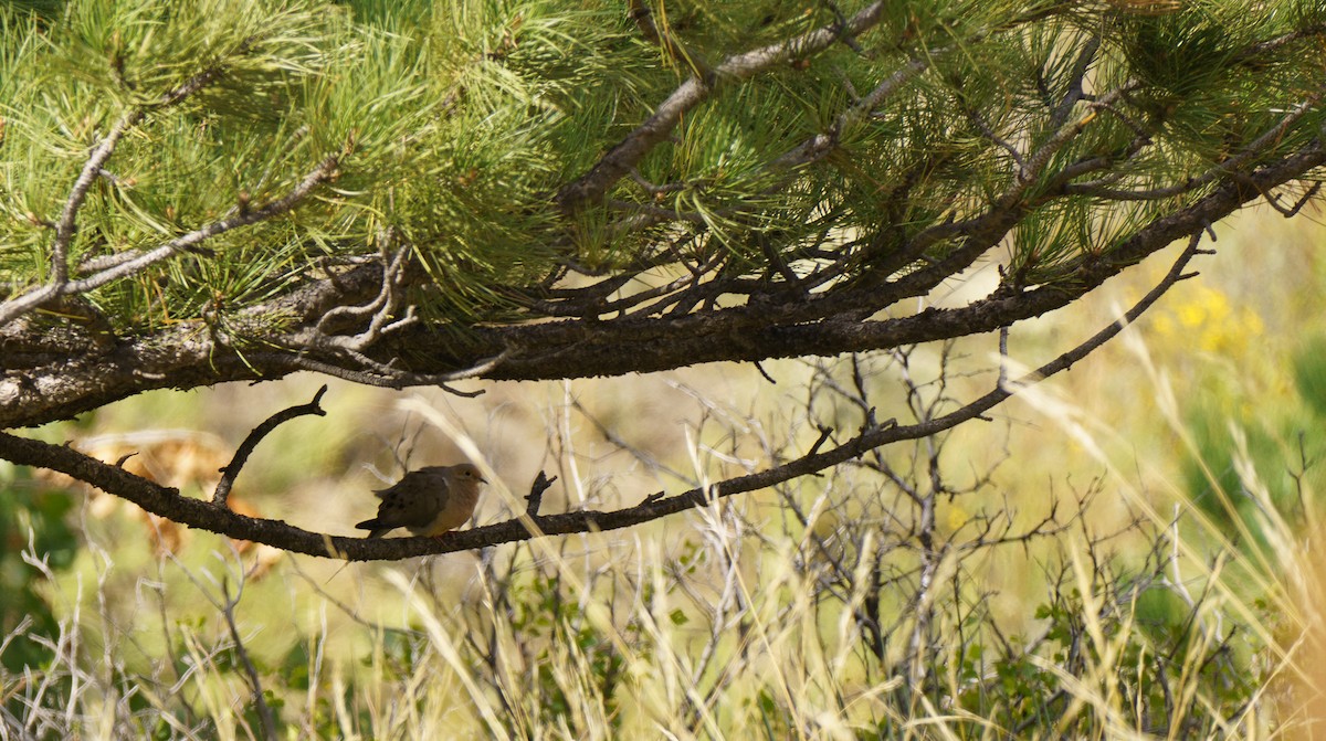 Mourning Dove - ML608774053