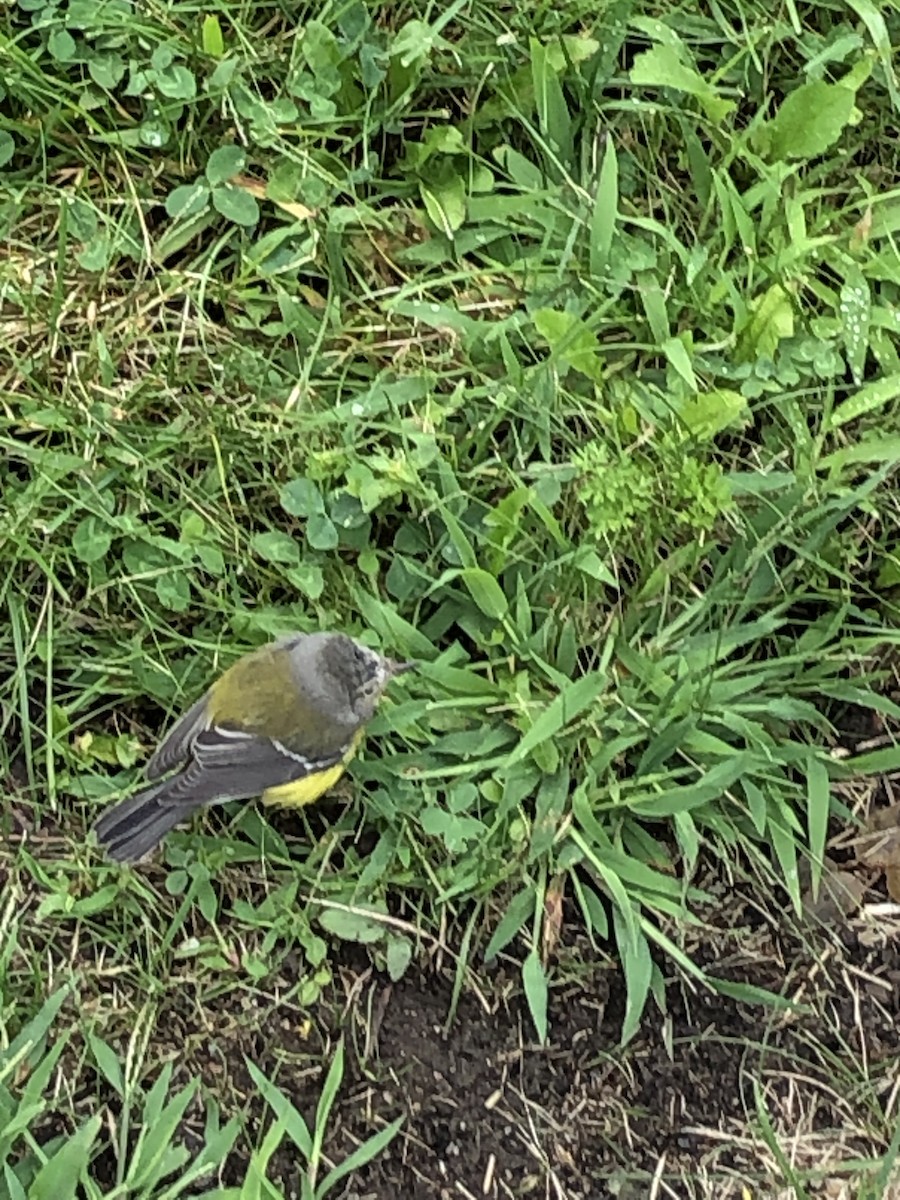 Magnolia Warbler - ML608774105