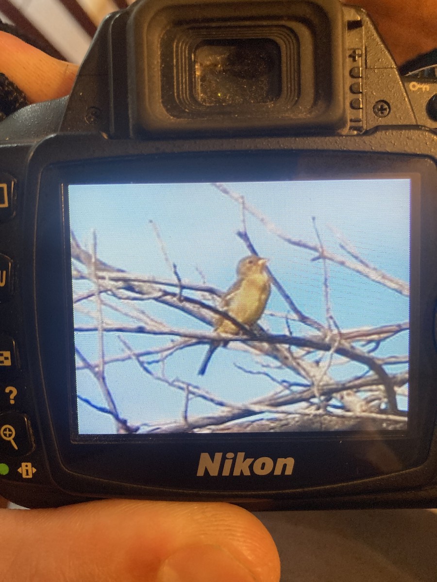 Western Tanager - ML608774140