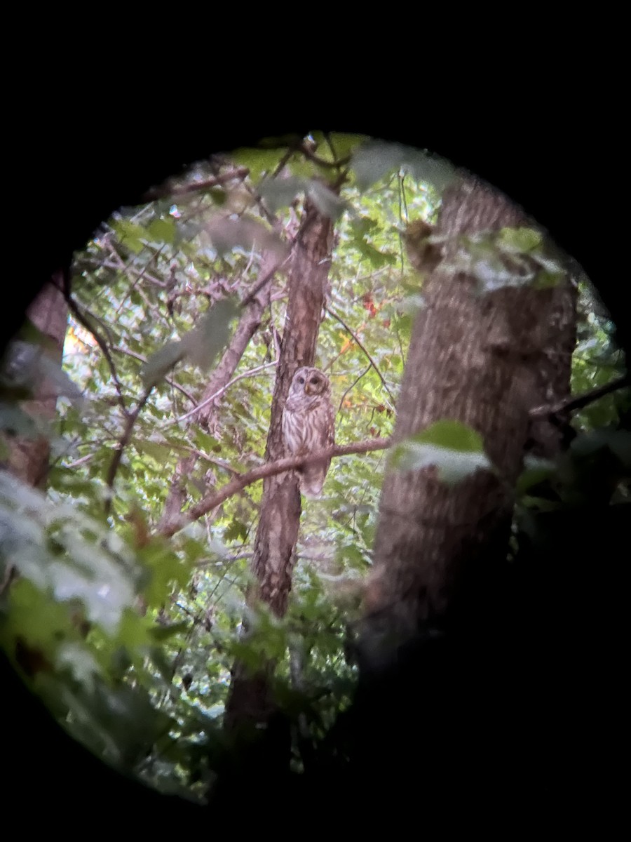 Barred Owl - ML608774161