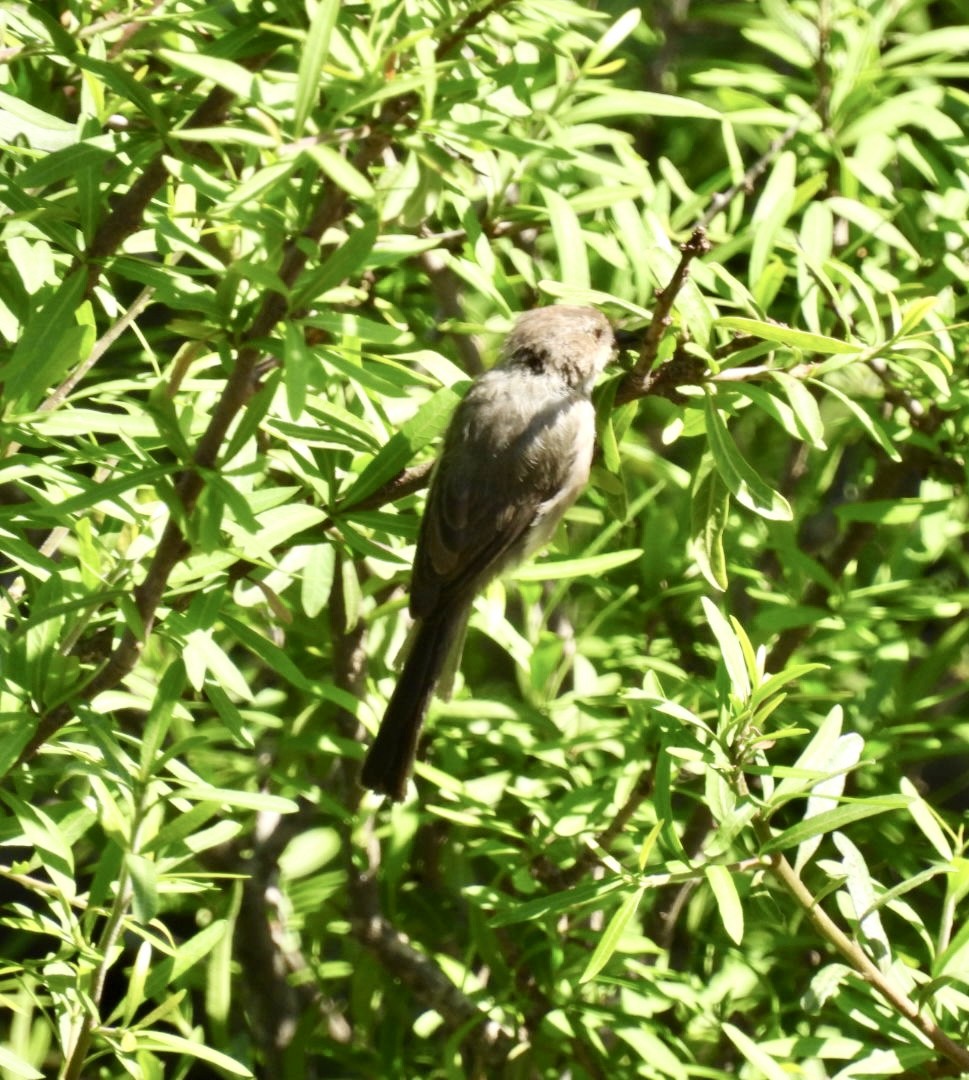 Bushtit - Christopher Daniels