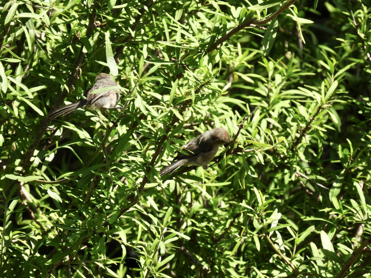 Bushtit - Christopher Daniels