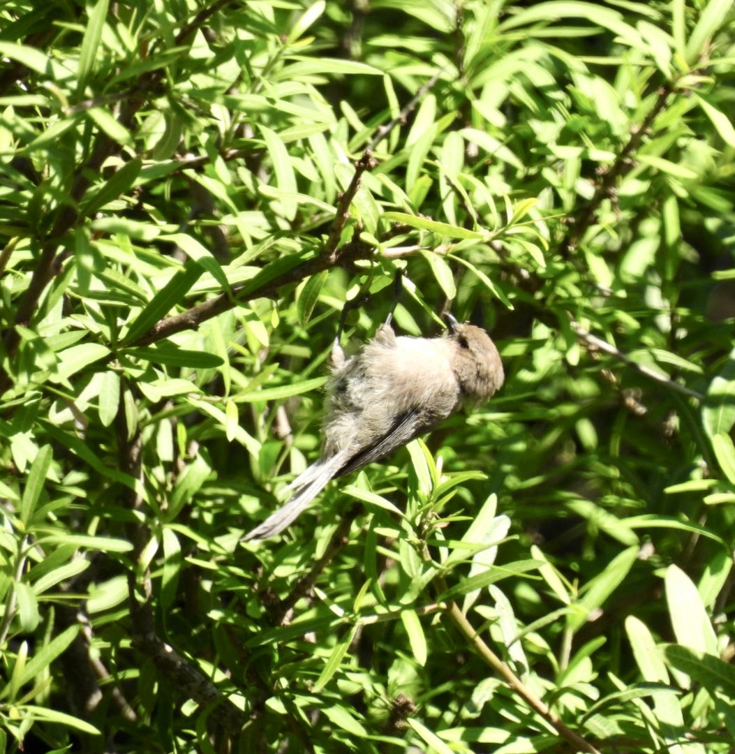 Bushtit - Christopher Daniels