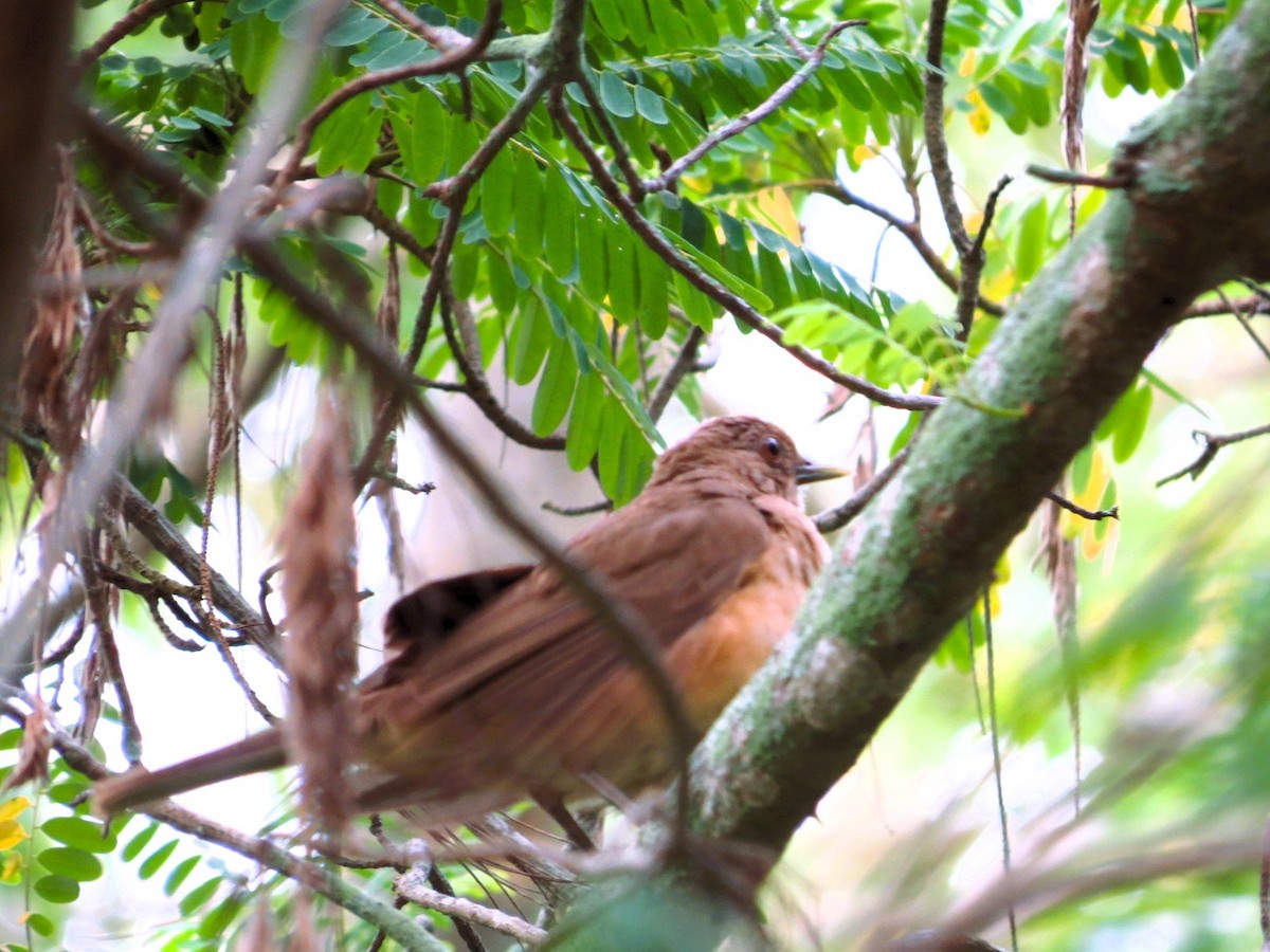 Clay-colored Thrush - ML608774192