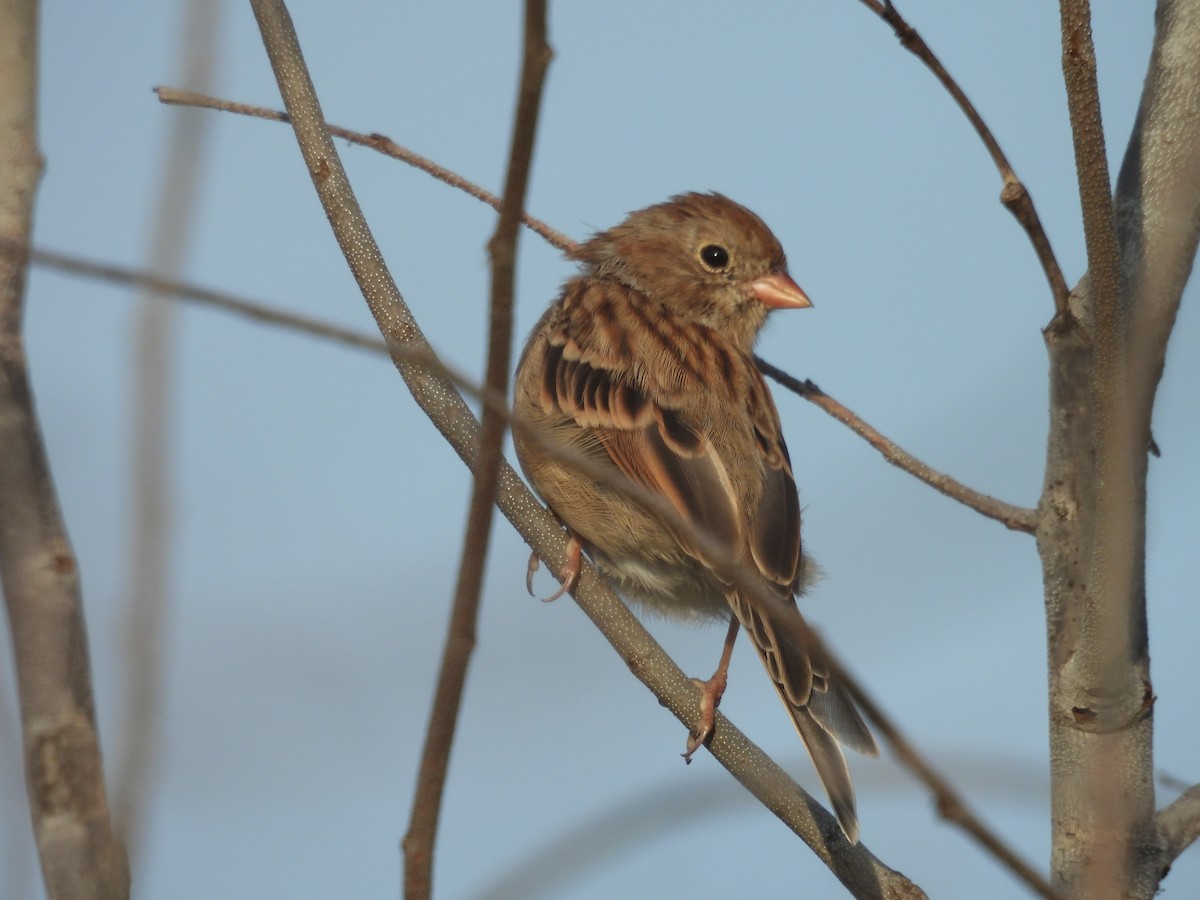 Field Sparrow - ML608774203
