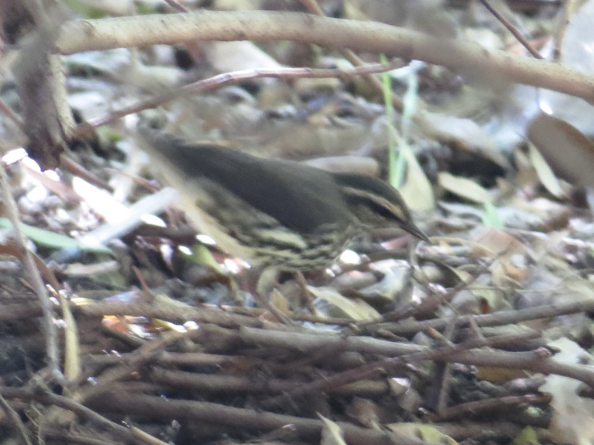 Northern Waterthrush - ML608774233