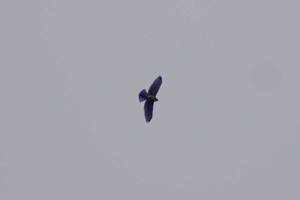 Broad-winged Hawk - ML608774283