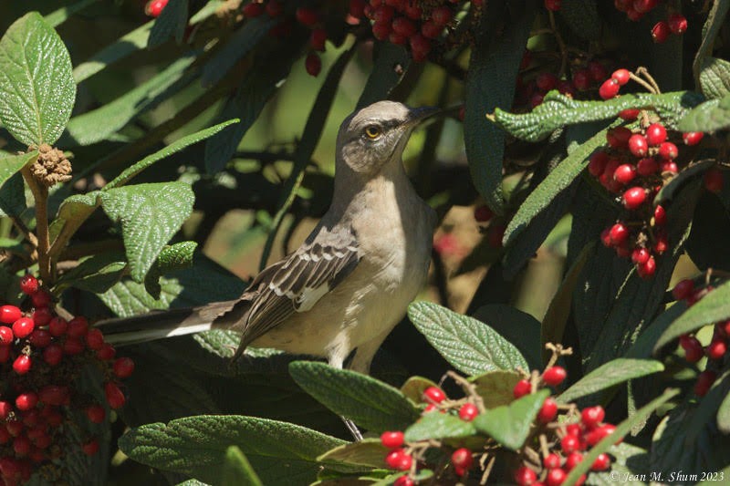 Northern Mockingbird - ML608774284