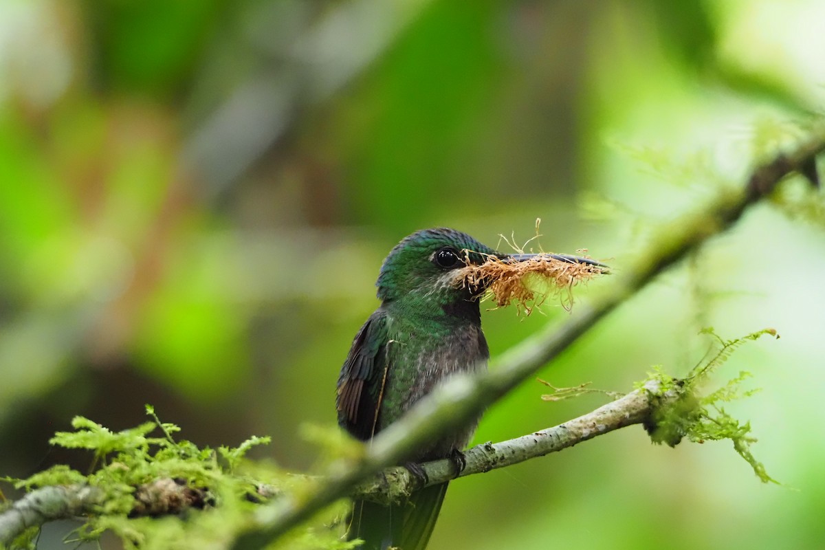 kolibřík zelenoprsý - ML608774471