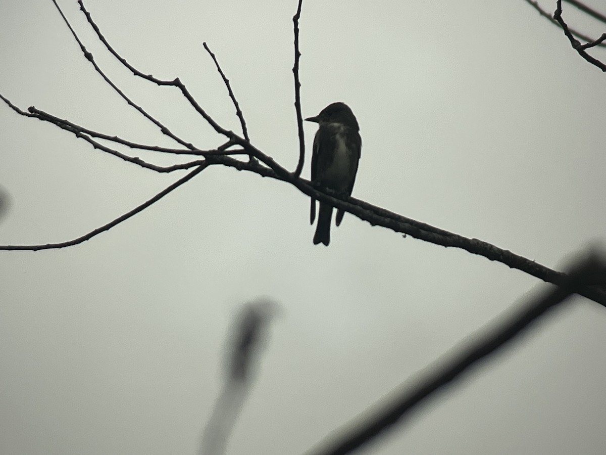 Olive-sided Flycatcher - ML608774476