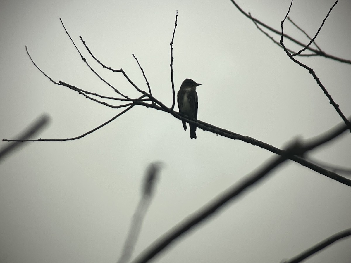 Olive-sided Flycatcher - ML608774483