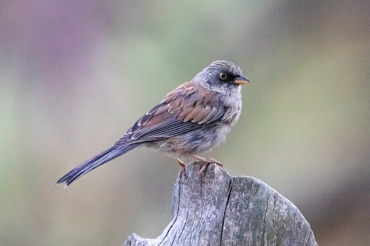 Junco aux yeux jaunes - ML608774493