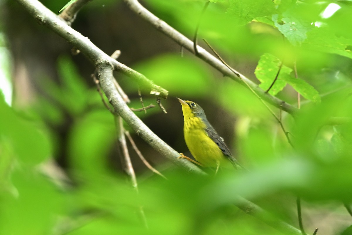 Canada Warbler - ML608774507