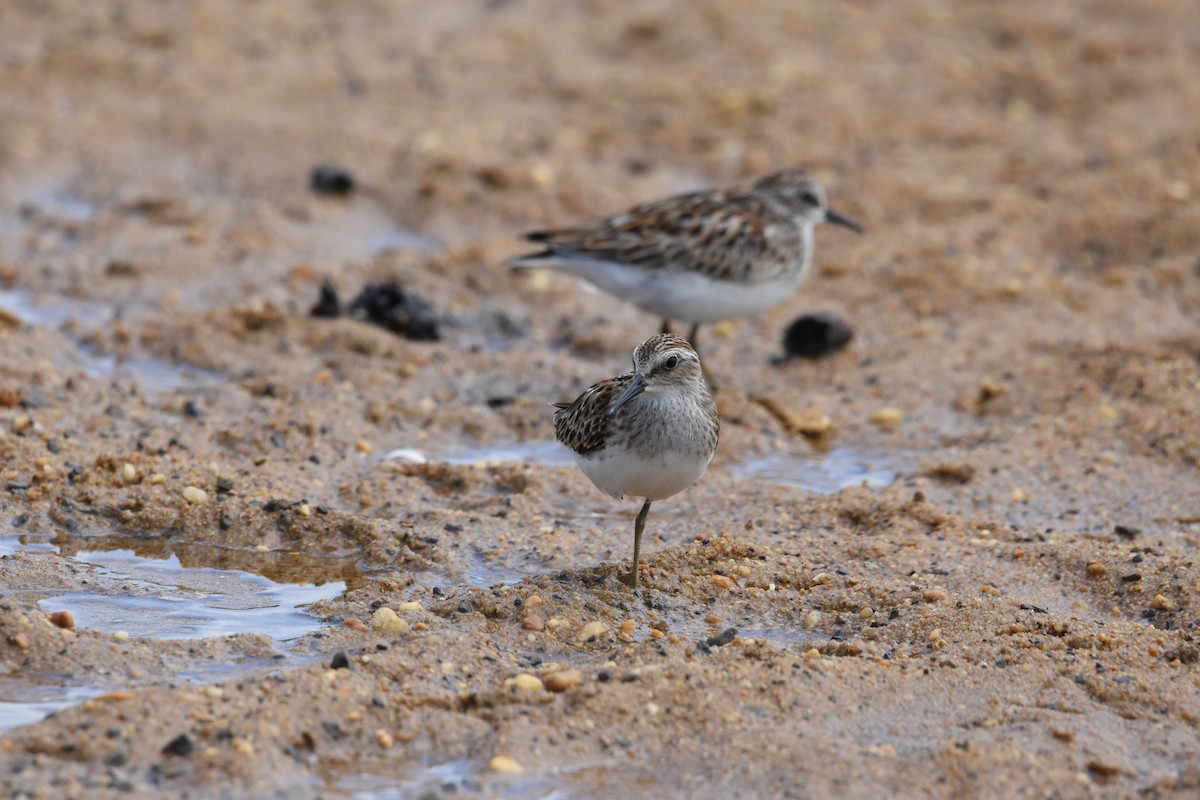 Least Sandpiper - ML608774517