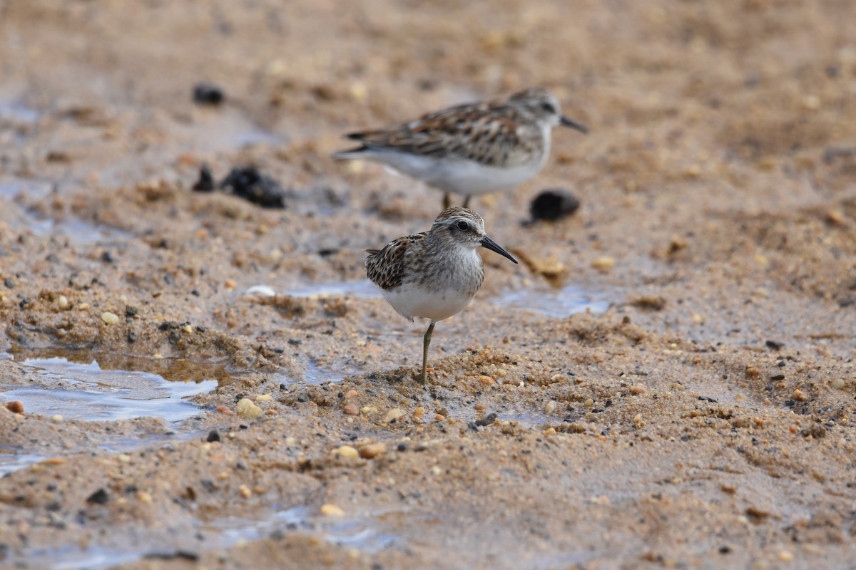 Least Sandpiper - ML608774519