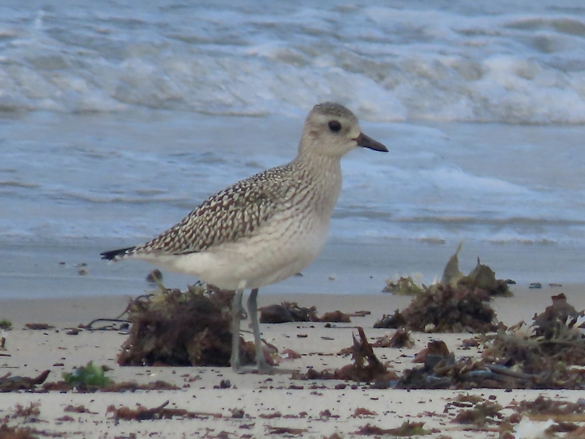 Black-bellied Plover - ML608774571