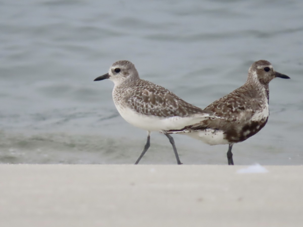 Black-bellied Plover - ML608774572