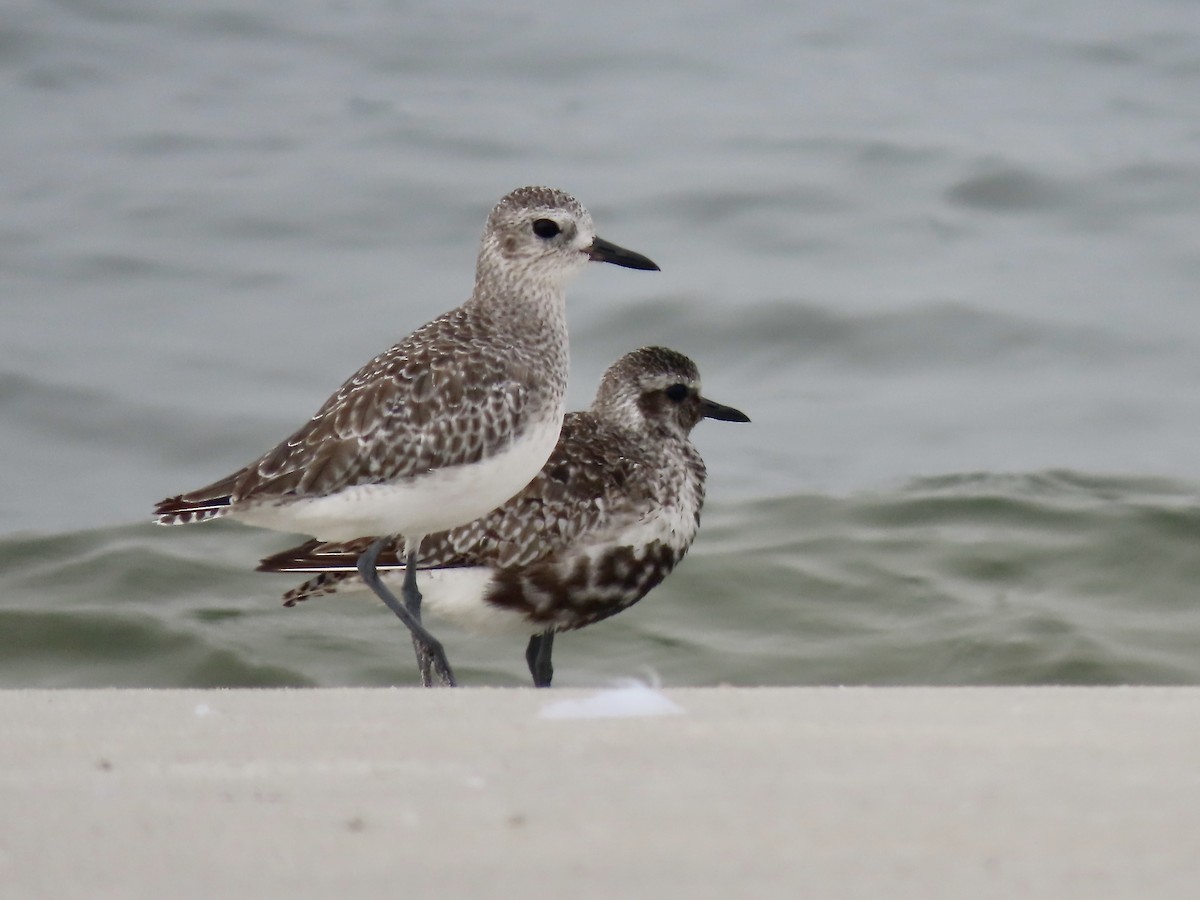 Black-bellied Plover - ML608774575