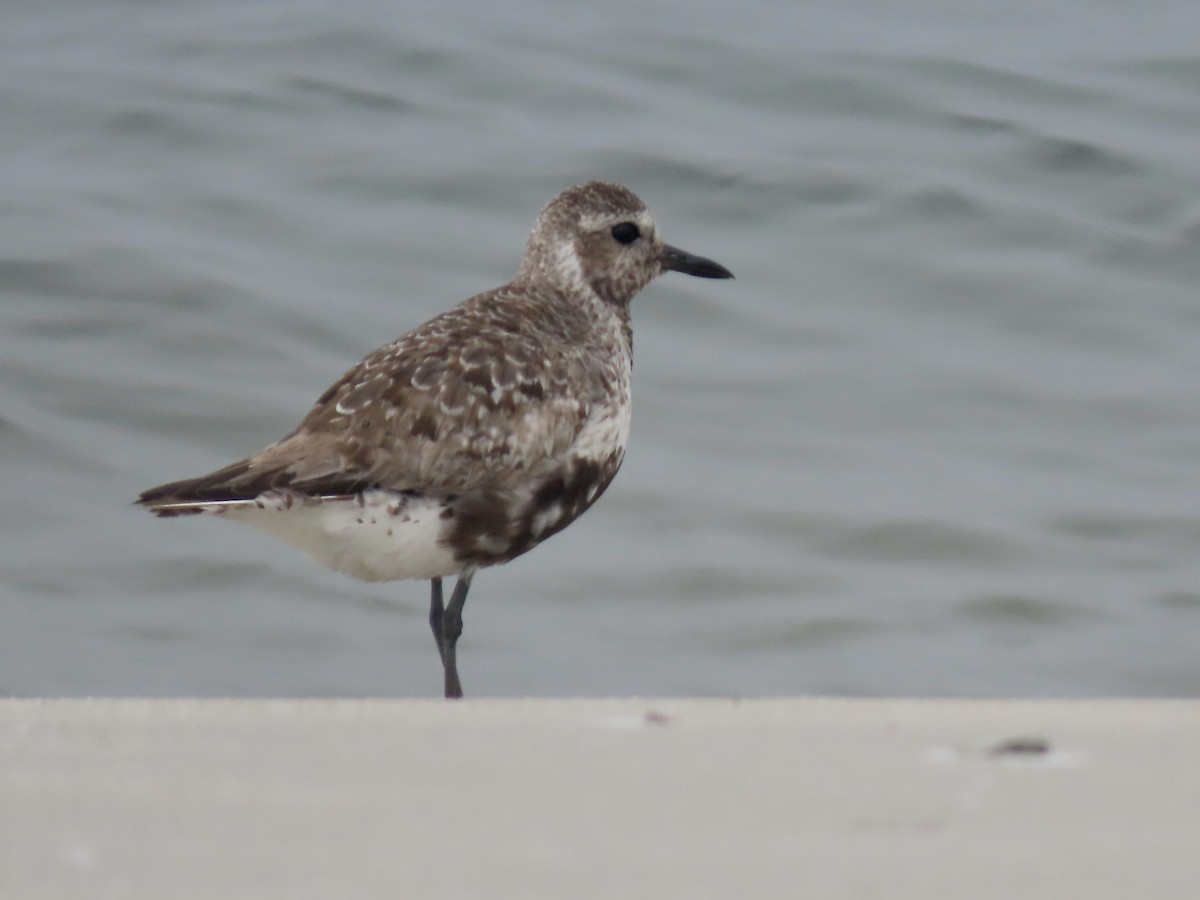 Black-bellied Plover - ML608774580