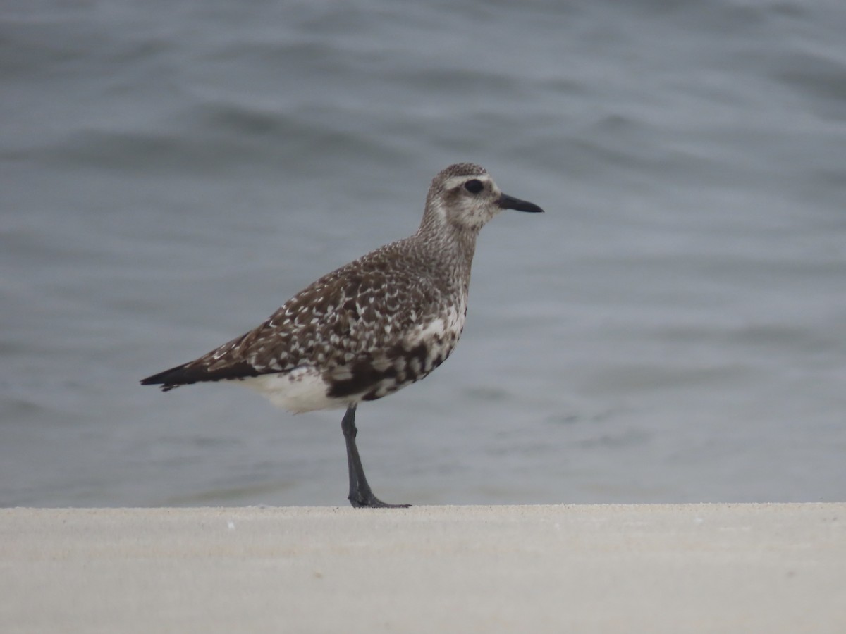 Black-bellied Plover - ML608774581