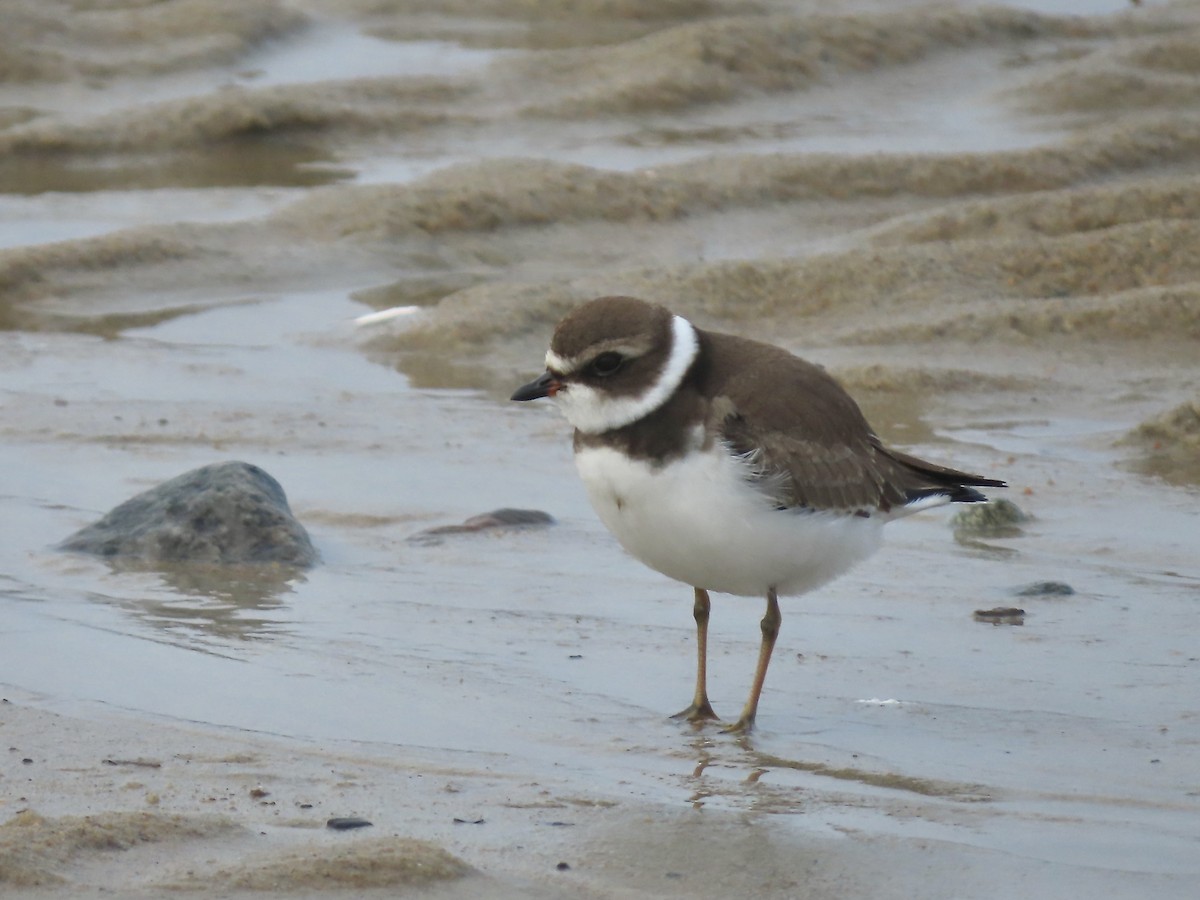 Semipalmated Plover - ML608774590
