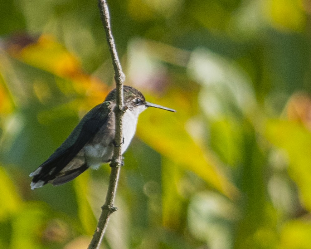 Ruby-throated Hummingbird - Gary Hofing