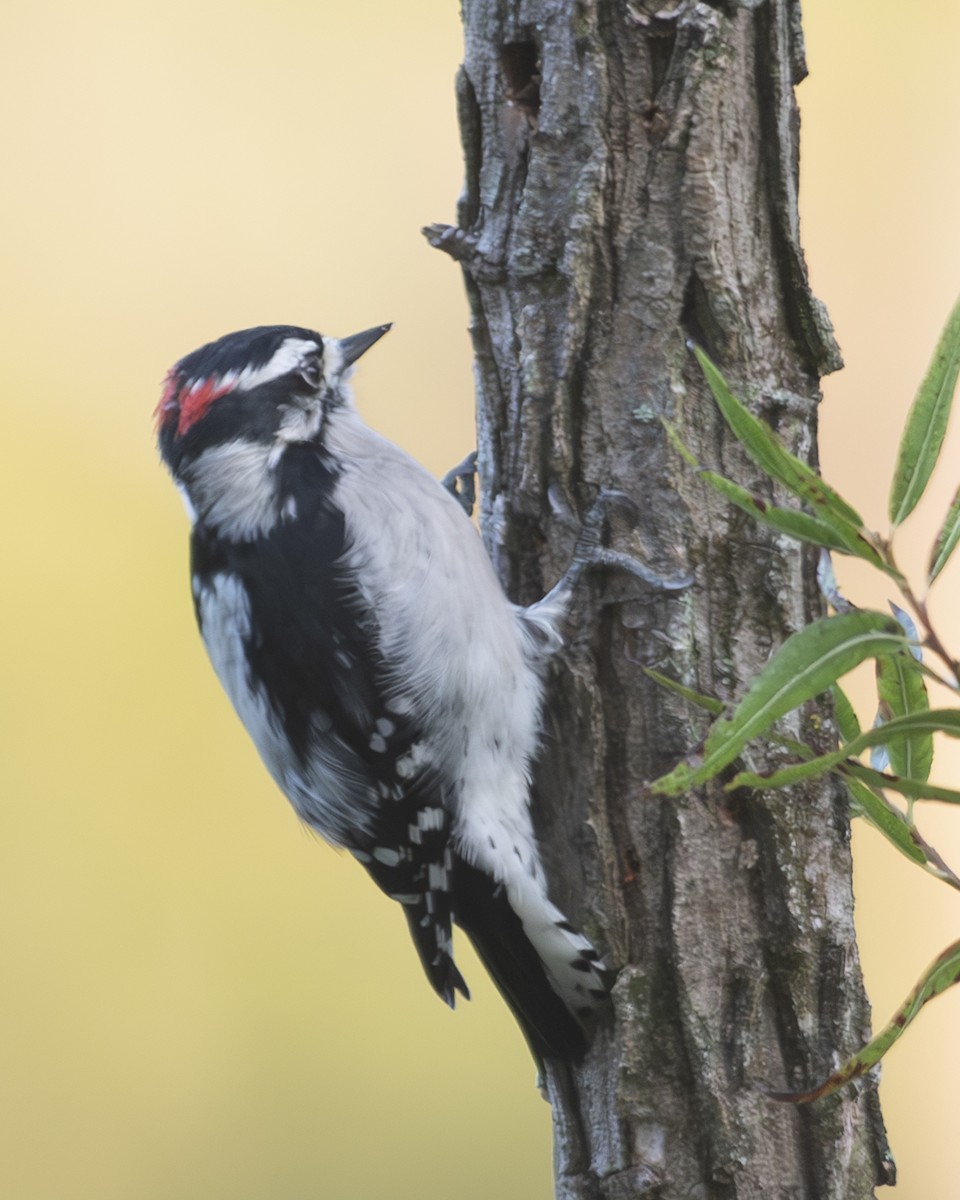 Downy Woodpecker - ML608774623