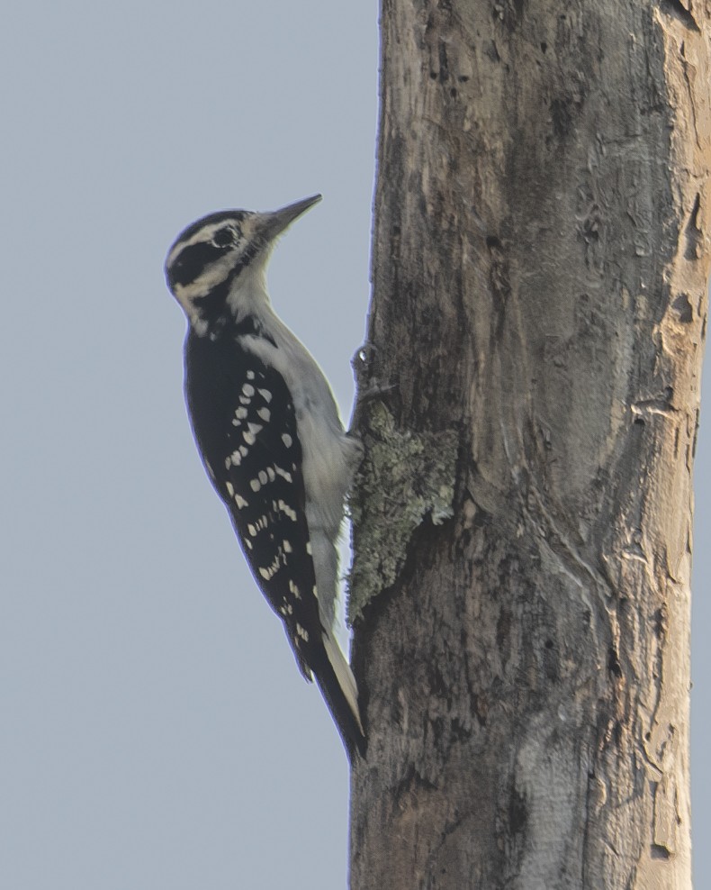 Hairy Woodpecker - ML608774630