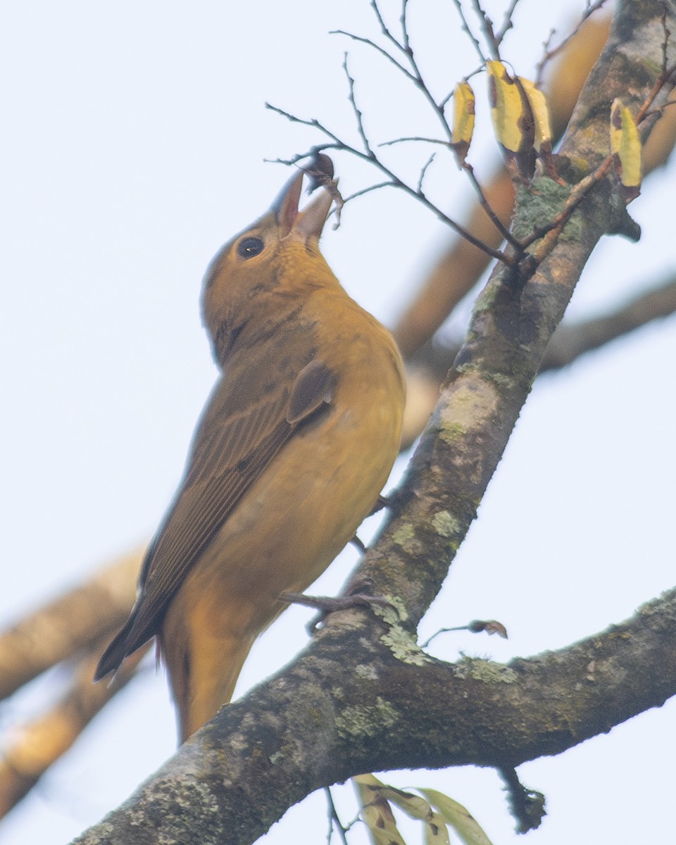 Summer Tanager - ML608774655