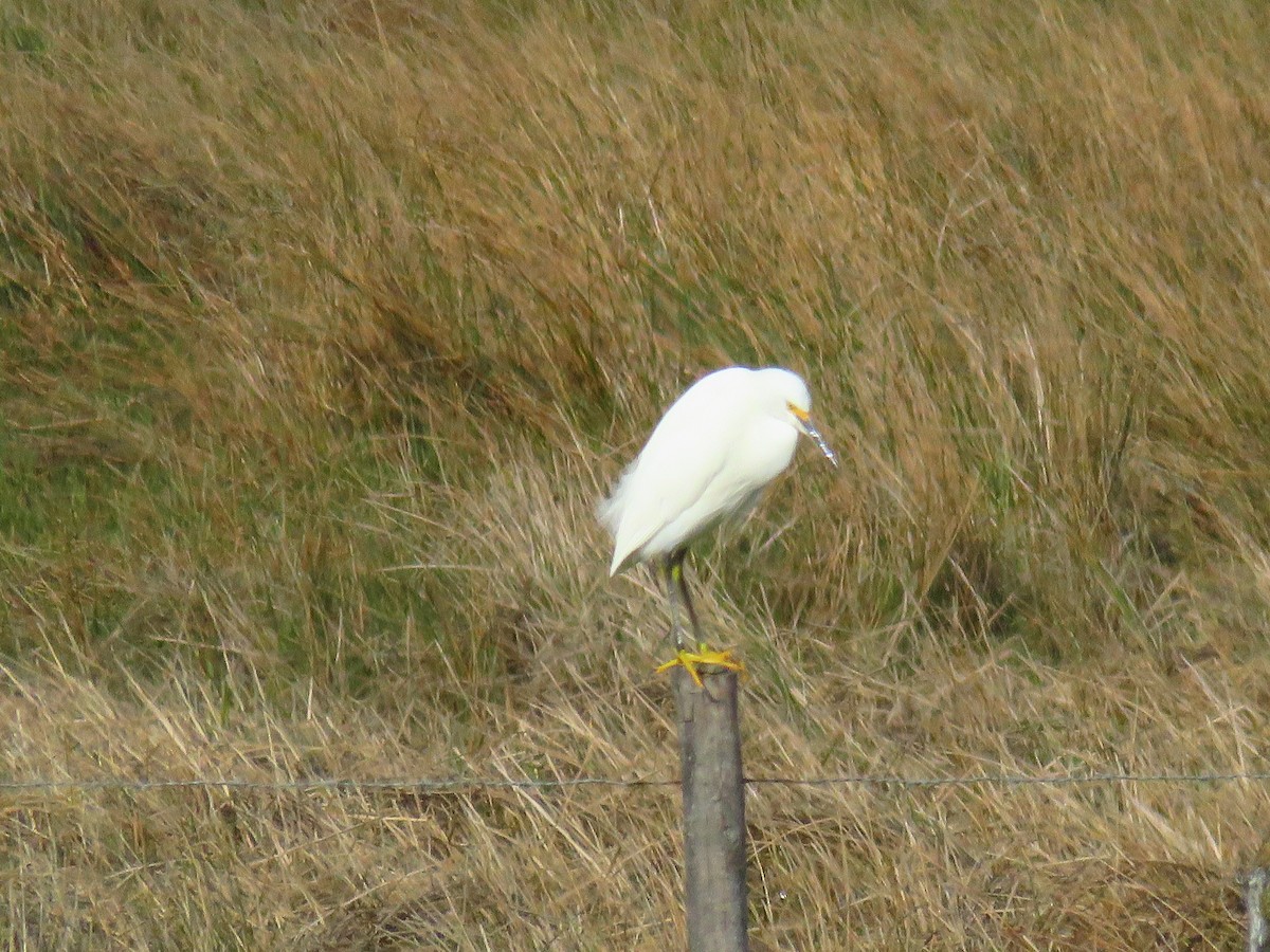 Snowy Egret - ML608774689