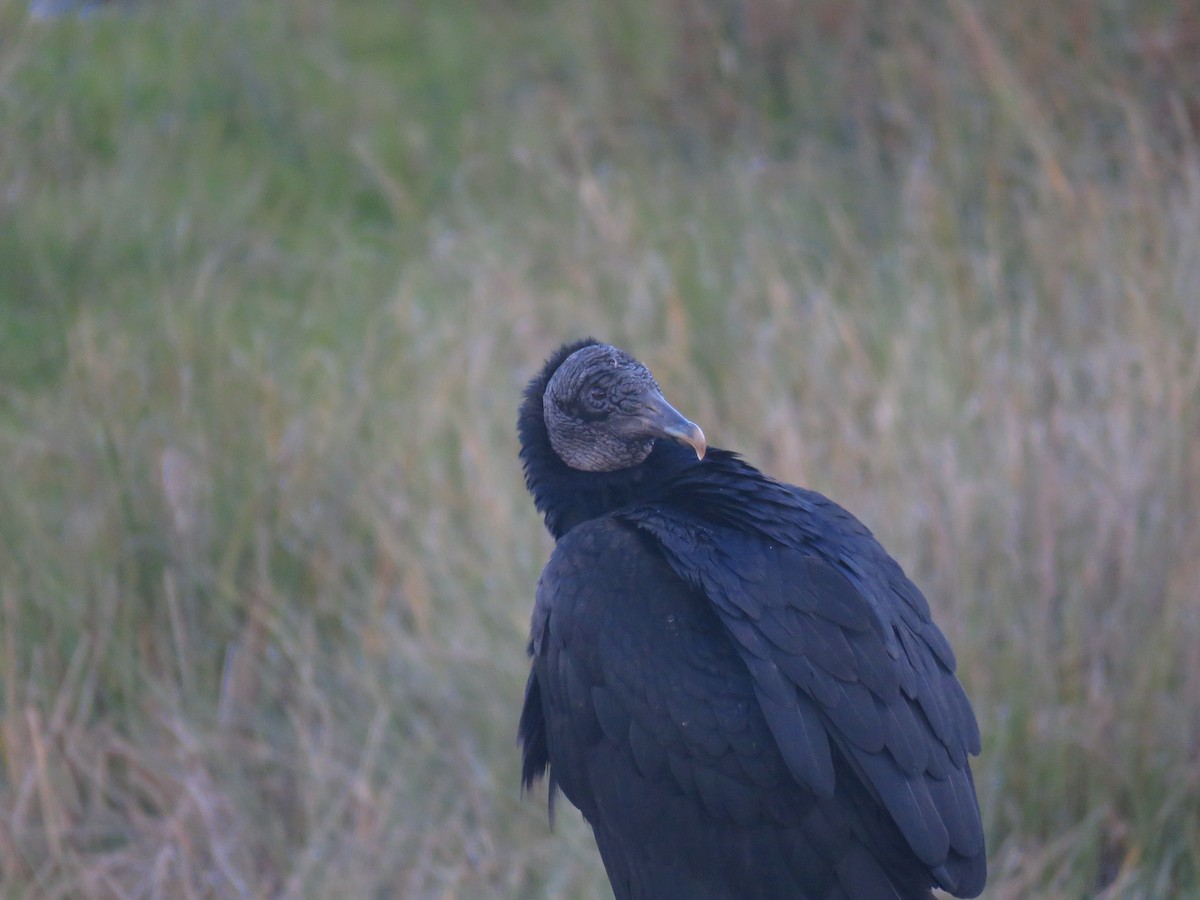 Black Vulture - ML608774699
