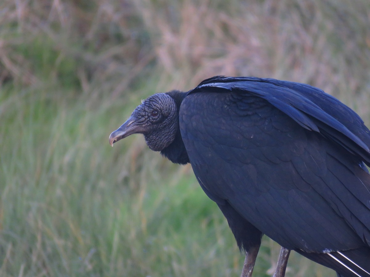 Black Vulture - ML608774701