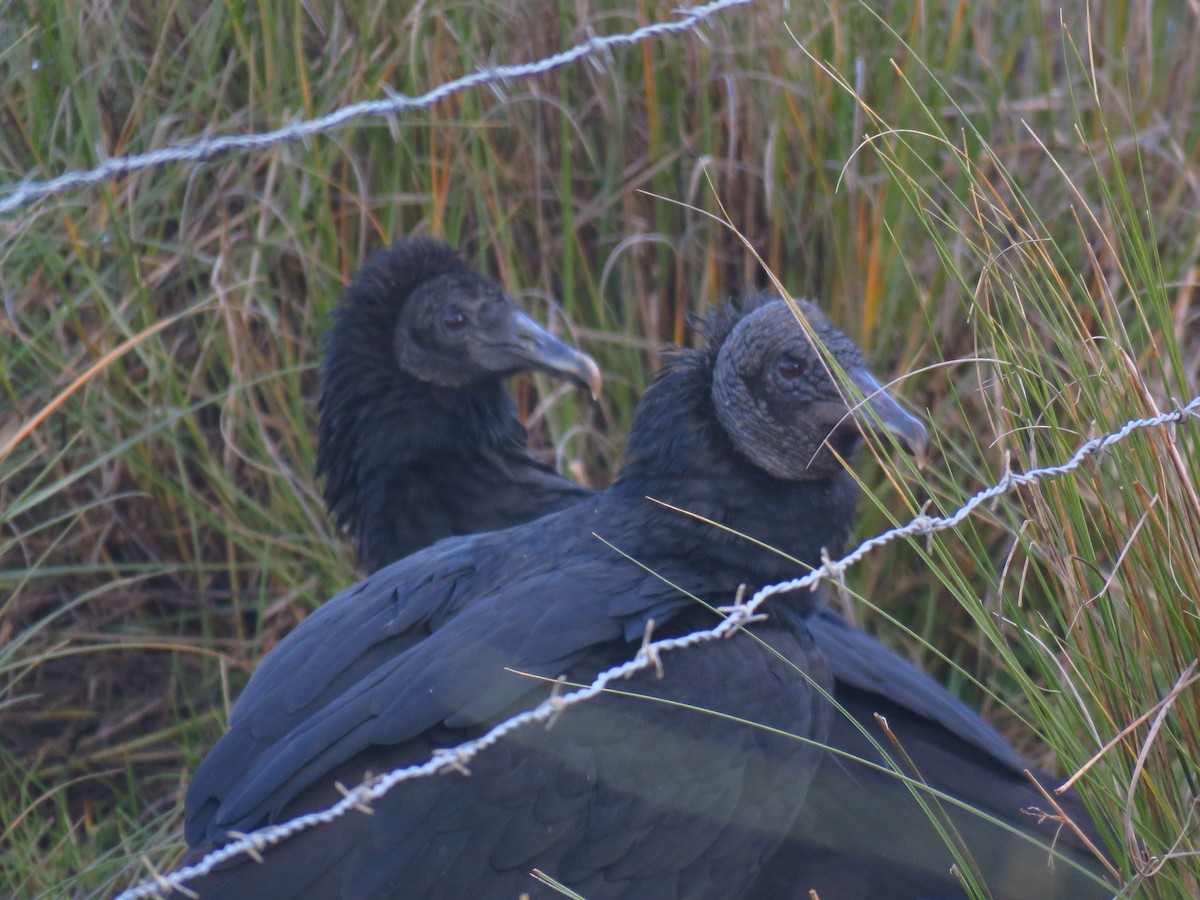 Black Vulture - ML608774703