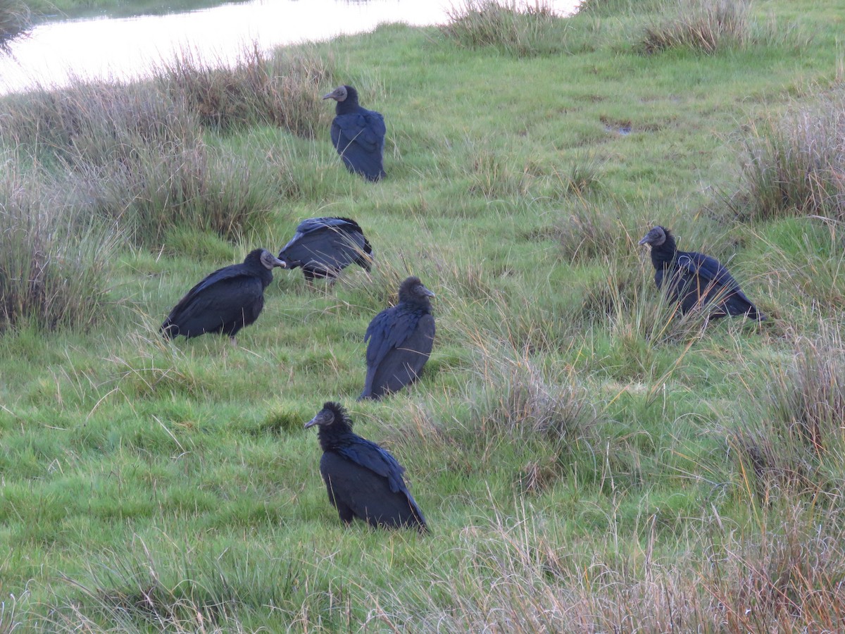 Black Vulture - ML608774704