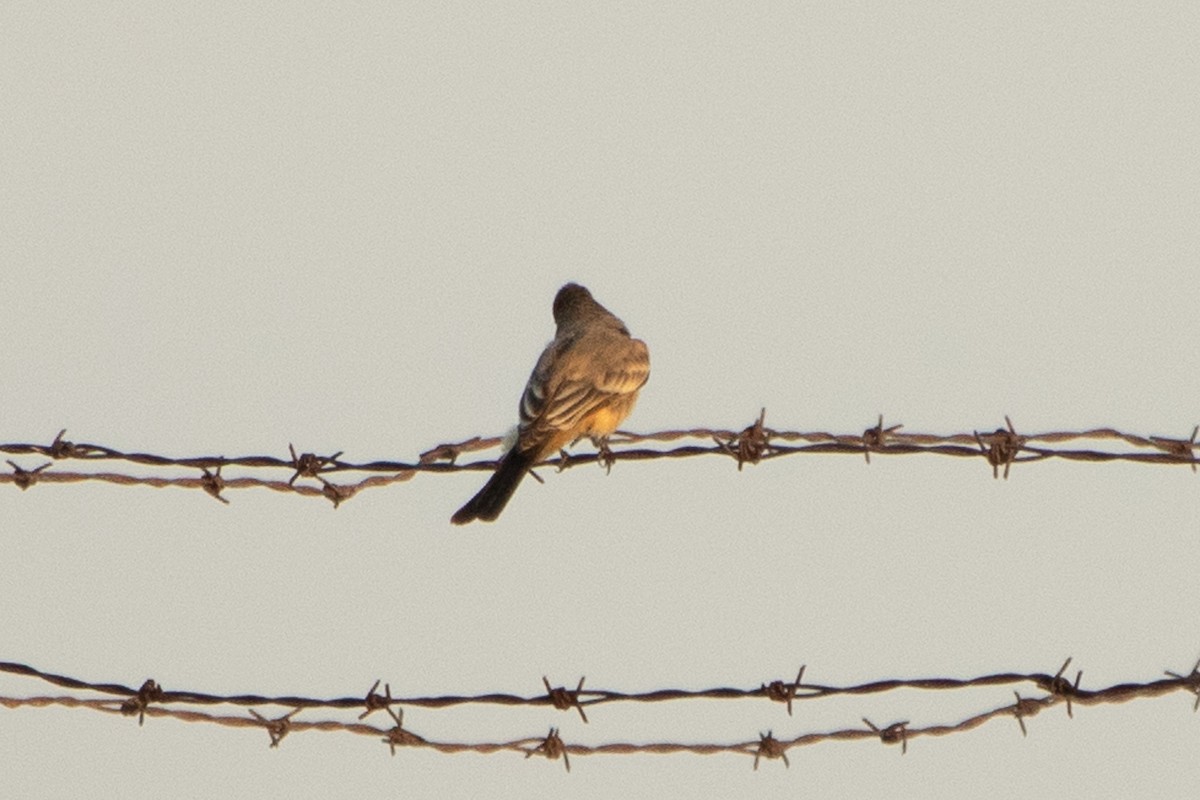 Say's Phoebe - ML608774726