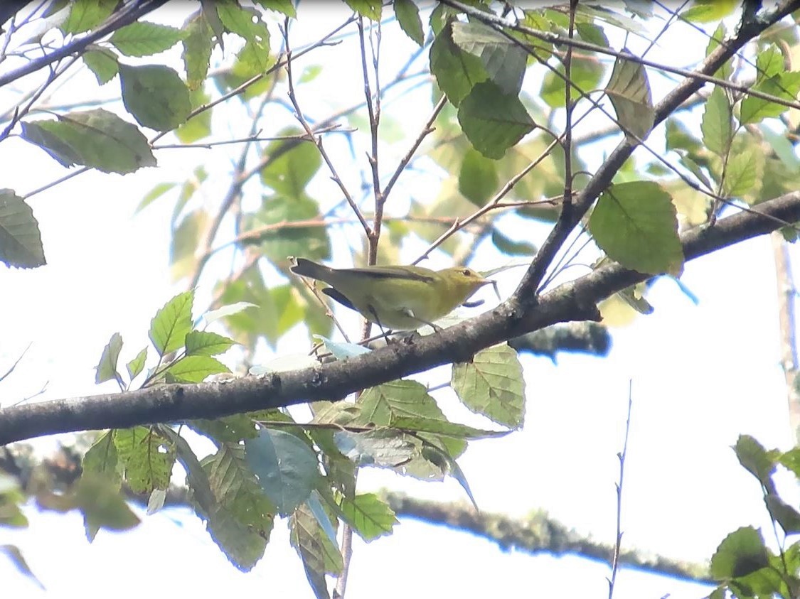 Tennessee Warbler - ML608774758