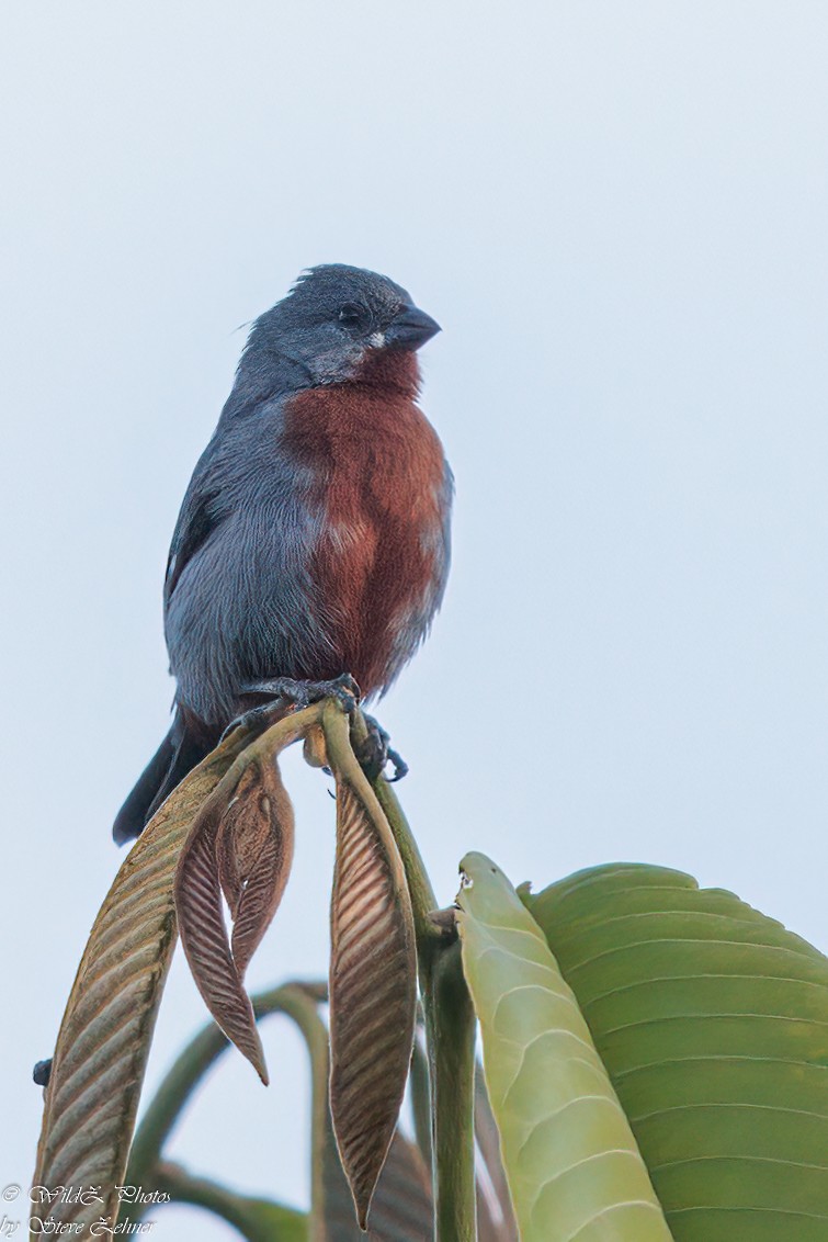 Chestnut-bellied Seedeater - ML608774783