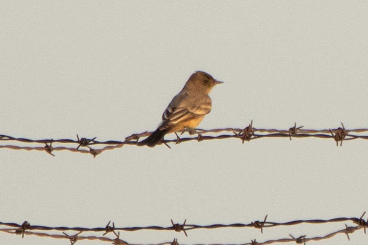 Say's Phoebe - ML608774786