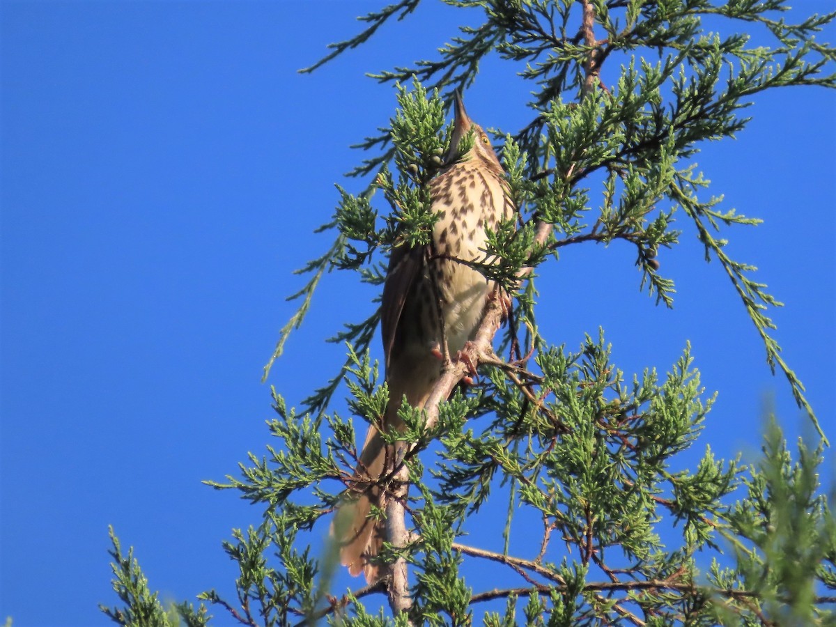 Brown Thrasher - ML608774800