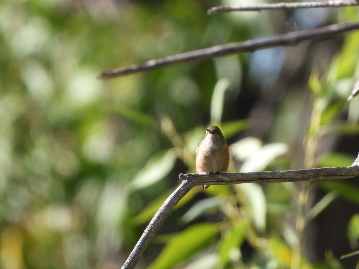 Calliope Hummingbird - ML608774876